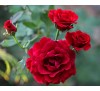 Роза плетистая Дон Жуан   (Don Juan)